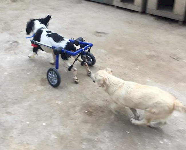 Situation behinderter Tiere im Auslandstierschutz