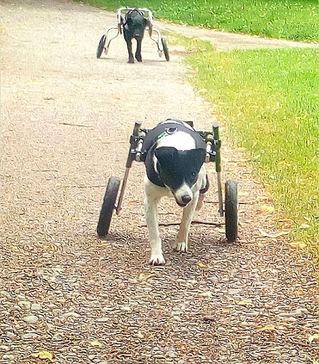 Der behinderte Tierschutzhund im neuen Zuhause