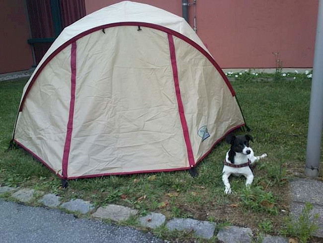 Typische Vorurteile und der Alltag mit einem behinderten Hund