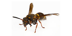 Bienen- und Wespenstiche behandeln