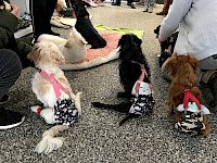 Inkontinenzmanagement beim querschnittgelähmten Tier