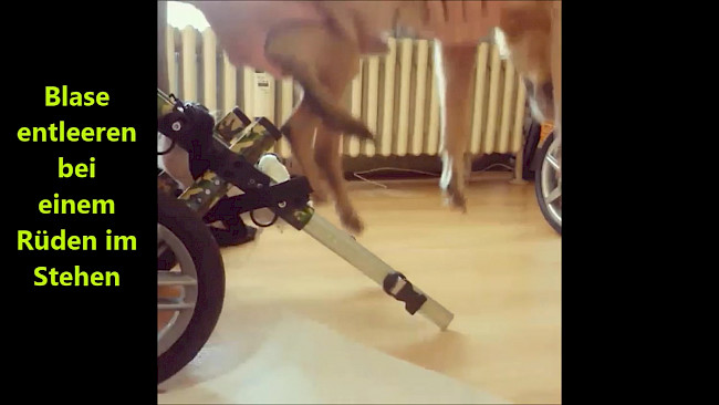 Inkontinenzmanagement beim querschnittgelähmten Tier