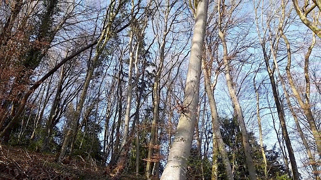 131. Tag Entspannung pur_Meditation Wald