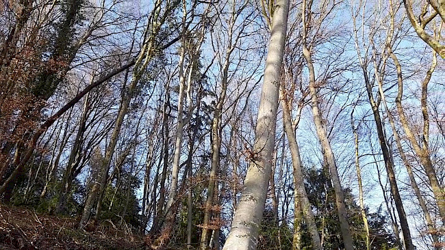 131. Tag Entspannung pur_Meditation Wald