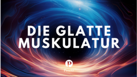 Die glatte Muskulatur
