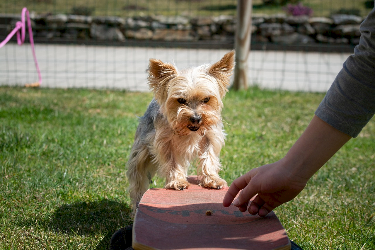 hund_leckerchen.1670669118.jpg