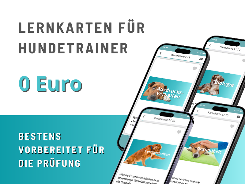 lernkarten_gratis.1756658965.png