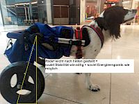 Feintuning - So passt man den Hunderollwagen richtig an