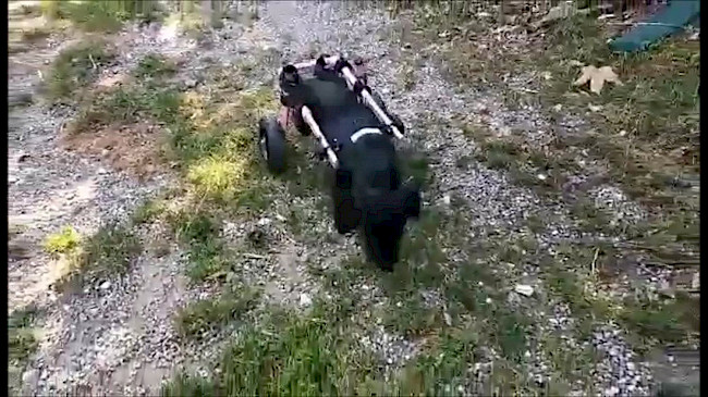 Wozu benötigt mein Hund einen Rolli?