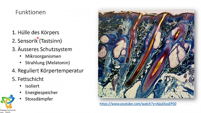 Anatomie Haut und Haare