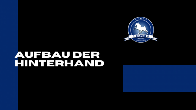 Aufbau der Hinterhand