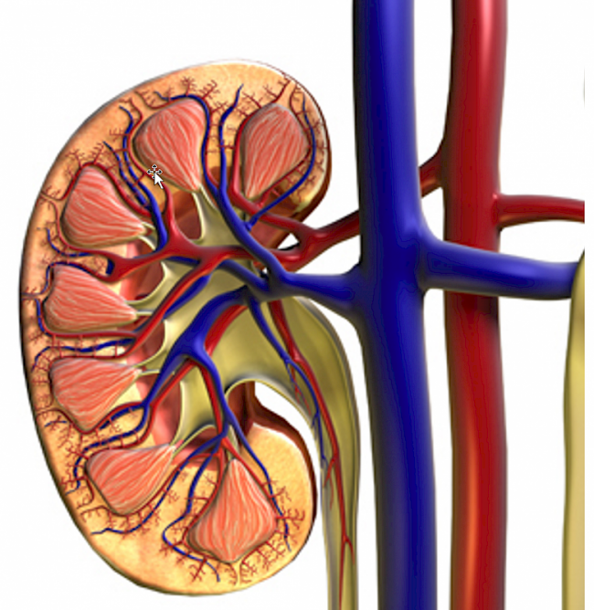 Anatomie Niere Blase