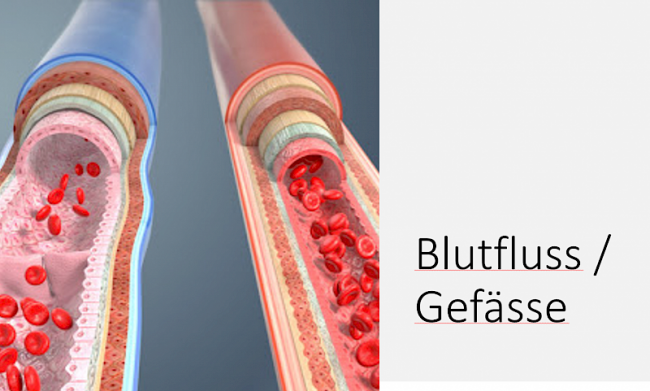 Herz Kreislauf Lymphsystem und Blut