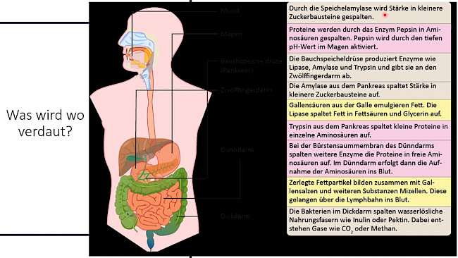 Anatomie Verdauungssystem