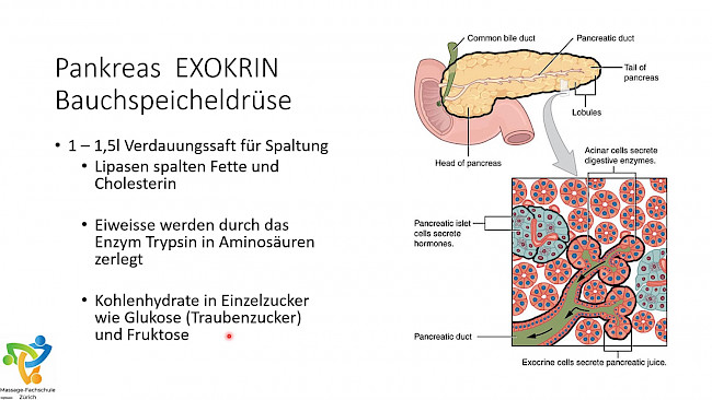 Anatomie Hormonsystem