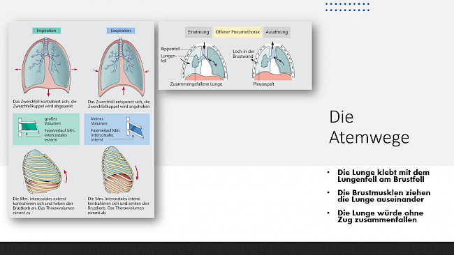 Anatomie Atmungssystem