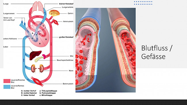 Herz Kreislauf Lymphsystem und Blut