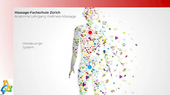 Anatomie Verdauungssystem