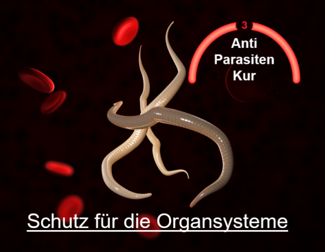 Schutz für die Organsysteme