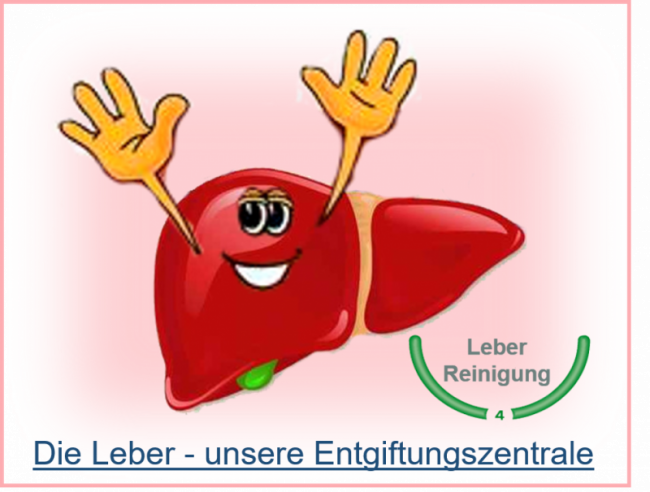 Die Leber - unsere Entgiftungszentrale