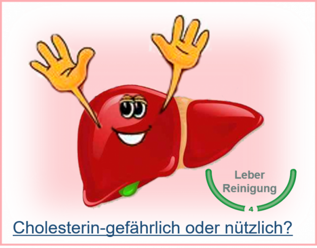 Cholesterin-gefährlich oder nützlich?