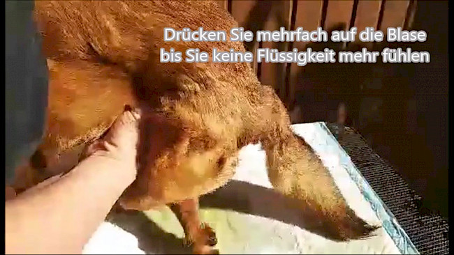 Blase leeren und Windeln anlegen Hündin