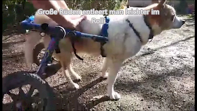 Blase leeren und wickeln beim Rüden