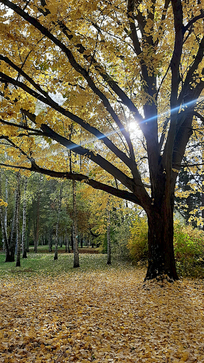 Meditation Herbstleuchten
