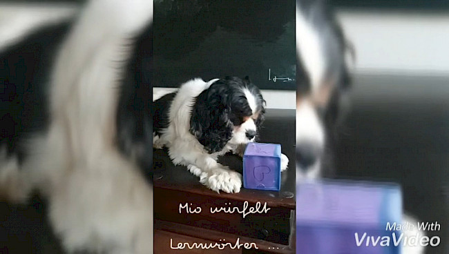 Fortbildung: Schulförderhund 15.10.2020