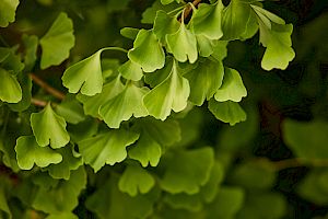 Kosmische Erziehung II – Follow-up Präsentationen