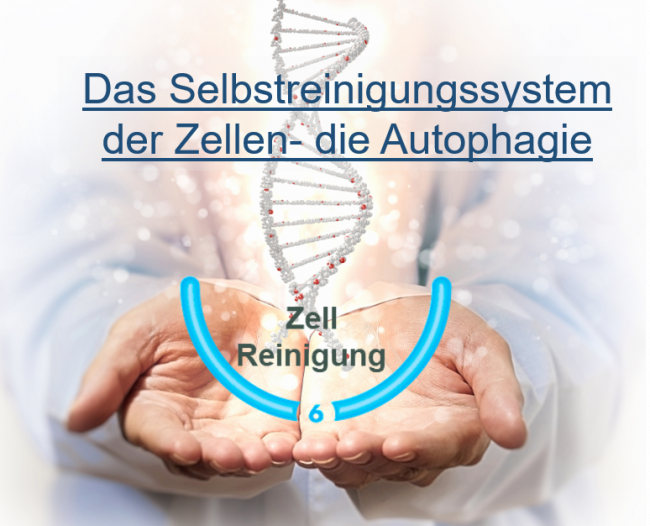 Das Selbstreinigung der Zellen- die Autophagie