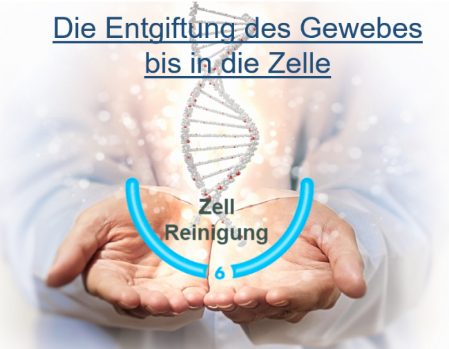 Die Entgiftung des Gewebes bis in die Zelle