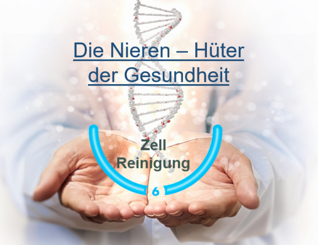 Die Nieren-Hüter der Gesundheit
