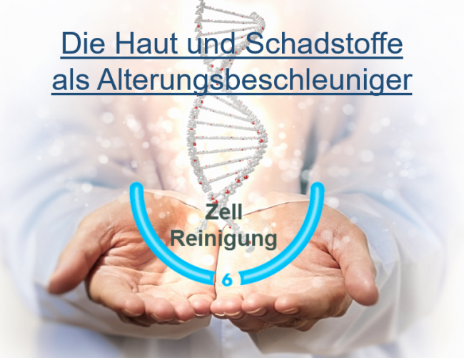 Die Haut und Schadstoffe als Alterungsbeschleuniger