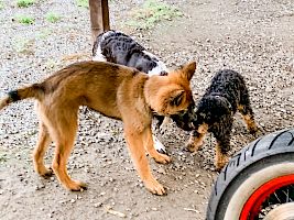 Die perfekte Welpenerziehung