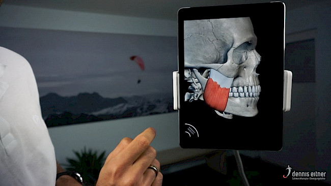 Woche 3 - Musculus masseter