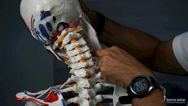 Woche 6 - Musculus digastricus