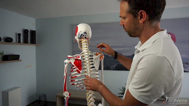 Woche 8 - Musculus semispinalis capitis