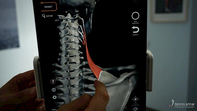 Woche 11 - Musculus levator scapulae