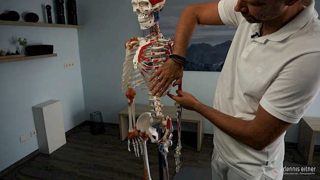 Woche 15 - Musculi intercostales