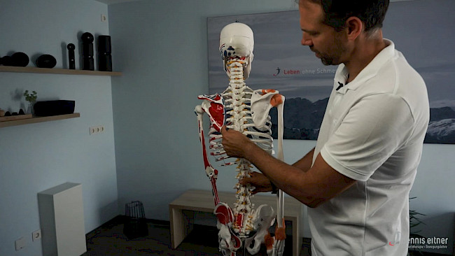 Woche 16 - Musculus rhomboideus