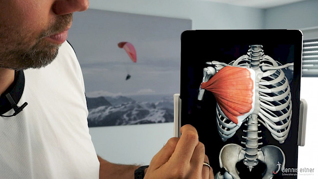 Woche 21 - Musculus pectoralis major