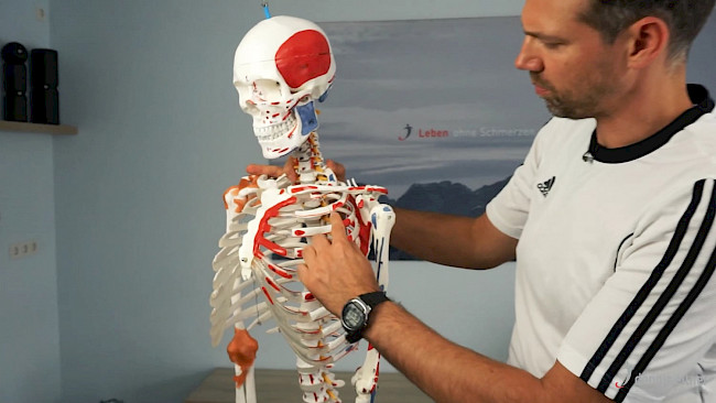 Woche 22 - Musculus deltoideus