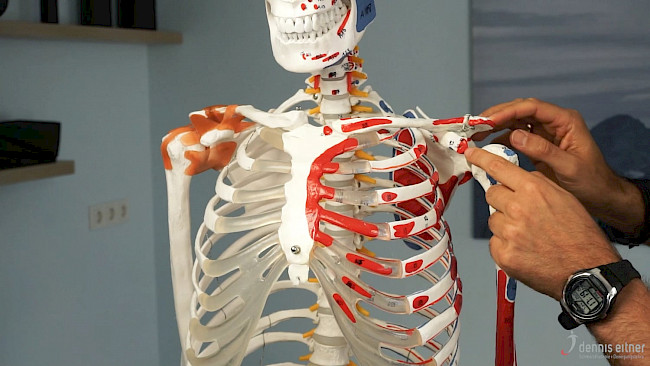 Woche 25 - Musculus biceps