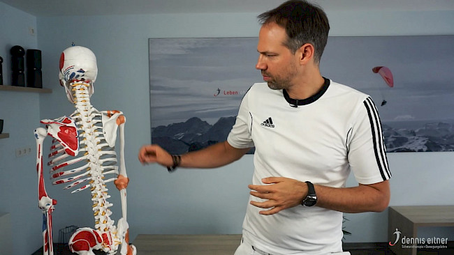 Woche 26 - Musculus triceps brachii