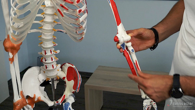 Woche 27 - Handgelenksbeuger