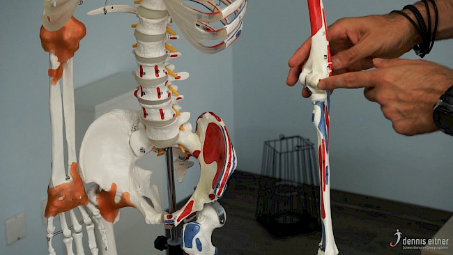 Woche 28 - Handgelenksstrecker