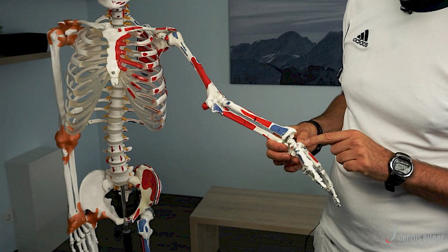 Woche 29 - Musculus opponens pollicis