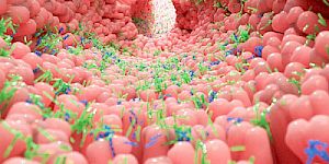 Die Ernährung und unser Microbiom