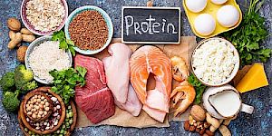 Die Rolle von tierischen Eiweissen in unserer Ernährung